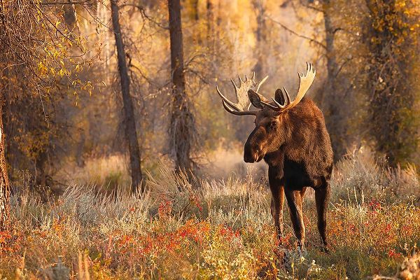 Jones, Adam 아티스트의 Bull moose in autumn-Grand Teton National Park-Wyoming작품입니다.